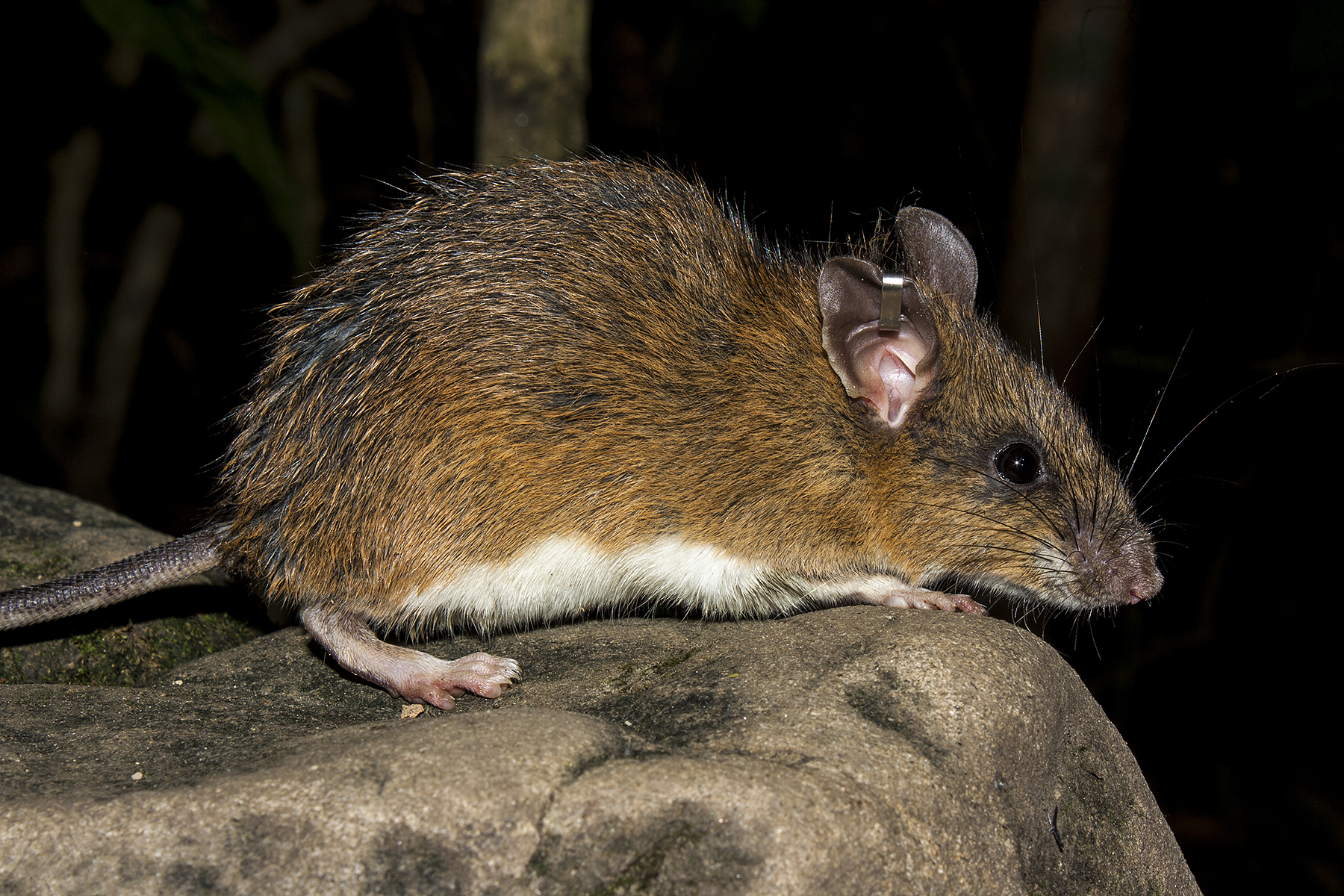 Chestnut white-bellied rat a.k.a. tiny forest farmer – Pangolin Prophecies1800 x 1200